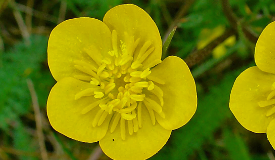 Ranunculus bulbosus